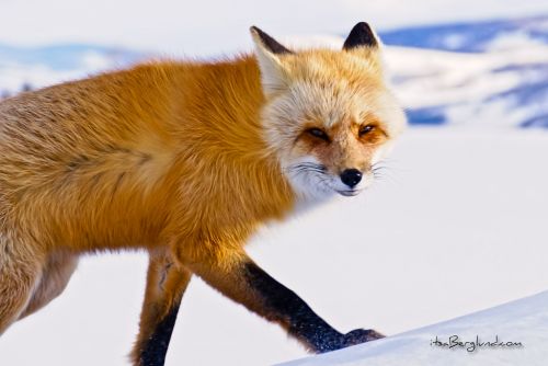 Fox on Colorado snow