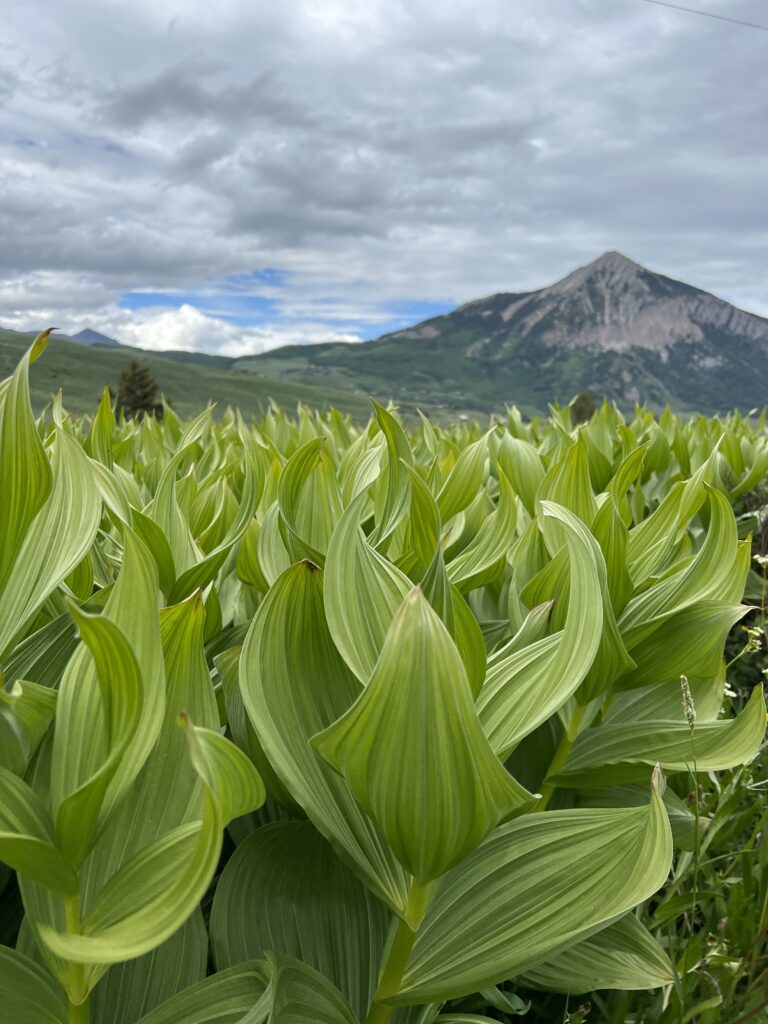 Can You Name All of the Wildflowers? | An Update From Crested Butte